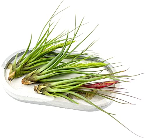 Air Plants Flowering Tillandsia Melanocrater Tricolor (2 Count)