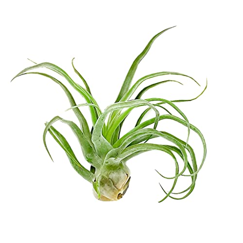 Live Air Plants (1 Pack / Jumbo)