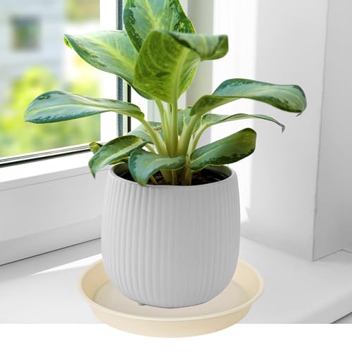 6 Pack of 6 inch Plant Saucer Drainage Tray (6 Count)