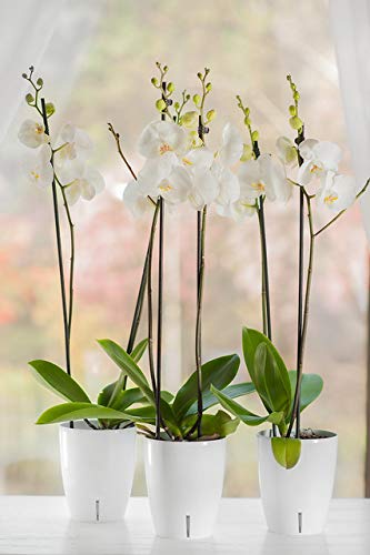 4.9 Inch ORCHIDEA Self Watering Pots for Orchids in Lilac
