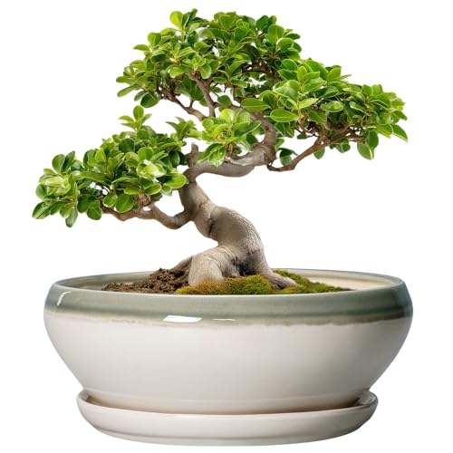 Bonsai Pots Ceramic (10 Inch / Grey-white)