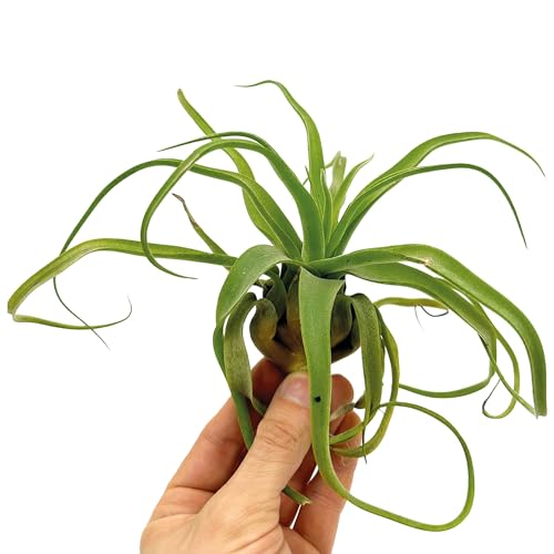 Live Air Plants (2 Pack / Jumbo)