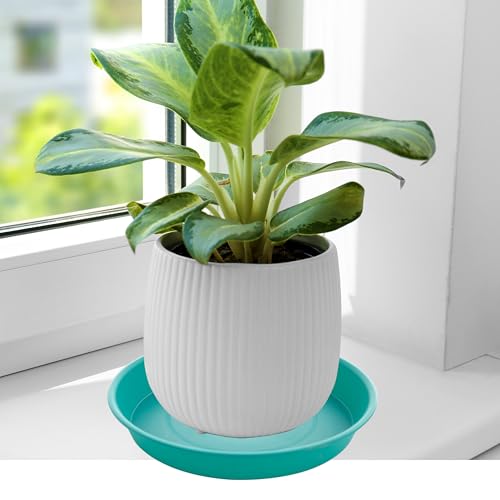2 Pack of Bird Bath Bowl 12"