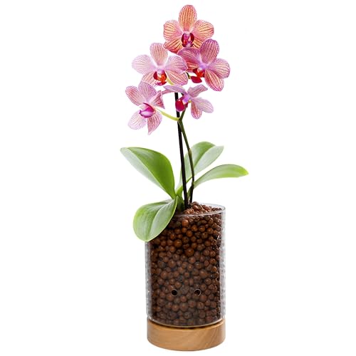 C1 Large Glass Orchid Pot