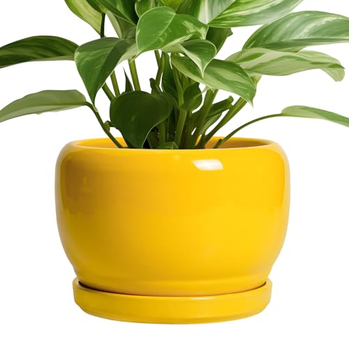 Ceramic Plant Pot