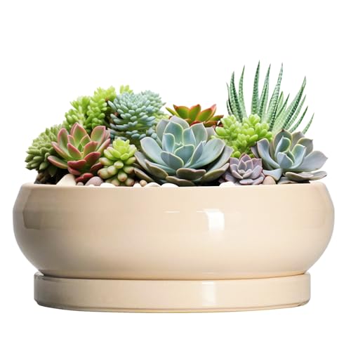 Large Succulent Planters (13 Inch / Beige)