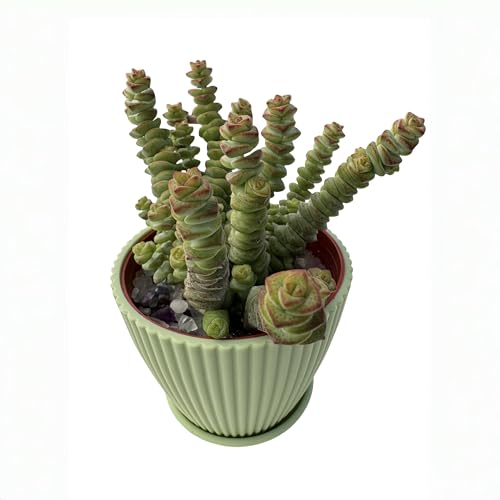 4" String of Buttons in Green Stripe Pot (Green)