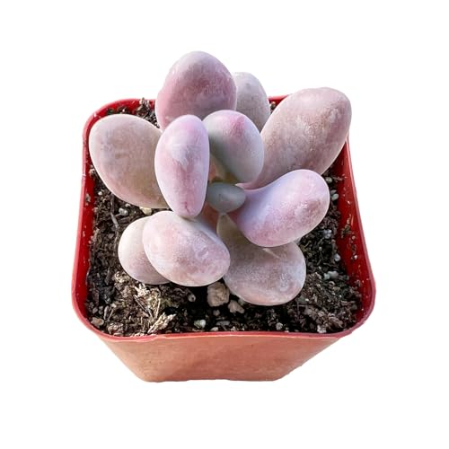 Graptopetalum Amethystinum (Graptopetalum Amethystinum)