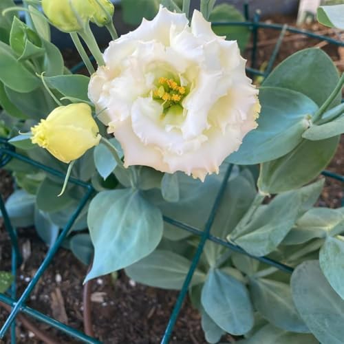 10 Pack 16 x 24 inch Green Peony Cages Grow Through Plant Support Stakes Flower Support Hoops Heavy Plants Brace Rings (Grid 10pack)