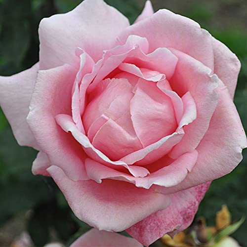 Heirloom Hybrid Tea Roses (Tiffany)