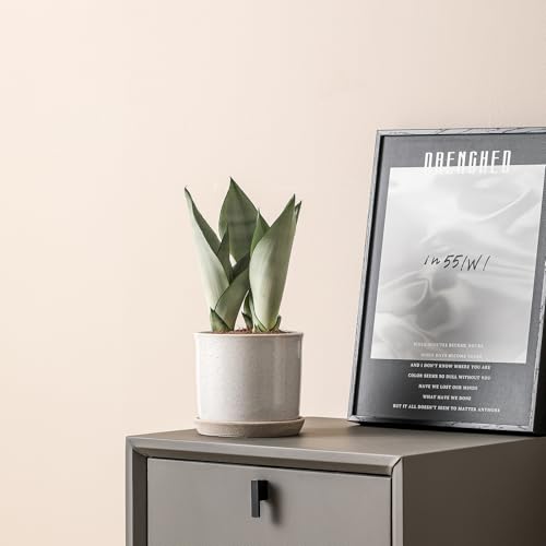 5.8 Inch Plant Pot