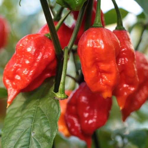 Ghost Pepper Bhut Jolokia Plants Live (Bhut Jolokia Chile Ghost Pepper)
