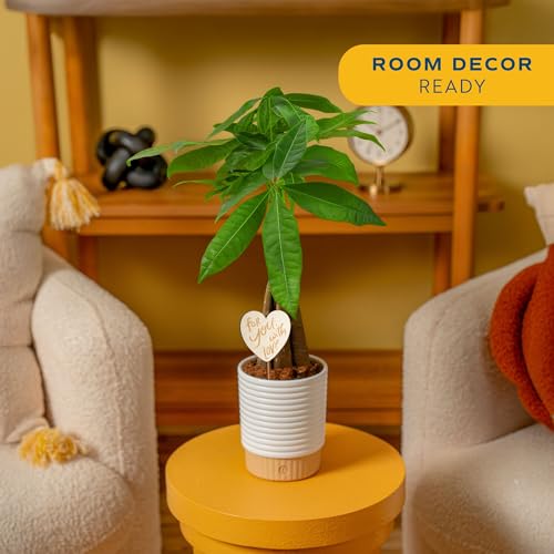 Money Tree Live Indoor Plant (Money Tree, Medium (16 Inches Tall) in Decorative Planter)