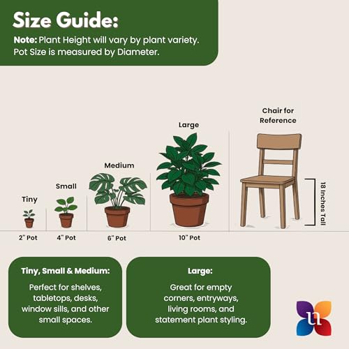 White Bird of Paradise Live Plant 10 inch Pot United Nursery (Black Decorative Pot / 10-inch Pot)