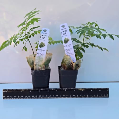 Daisy Ship Curry Leaf Plant Live Murraya Koenigii (2-Pack (Cup) / curry)