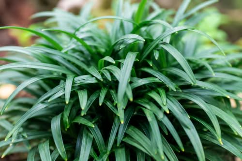 Dwarf Mondo Grass (40 Count)