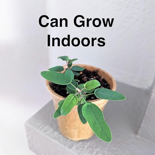 Lemon Eucalyptus Live Starter (2 Count (Cup) / eucal-lemon)