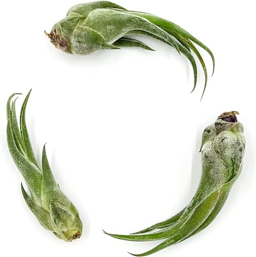 Air Plants Tillandsia Seleriana