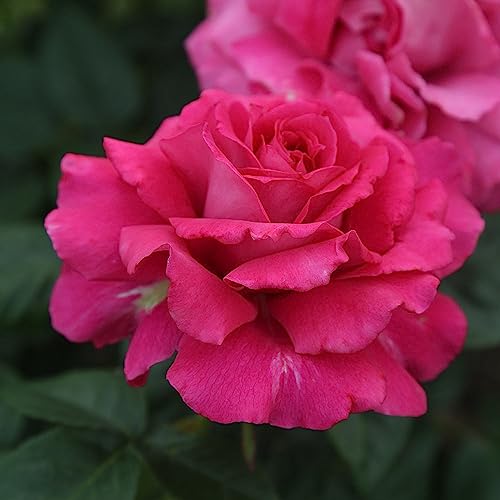 Heirloom Hybrid Tea Roses (Pretty Lady Rose)