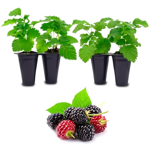 Thorny Boysenberry Plants (Boysenberry)