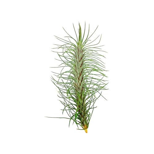 Air Plants Colombian Tillandsia Funckiana (5 Count)
