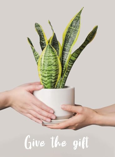 6.8 Inch Ceramic Pots for Plants (White / 6.8")