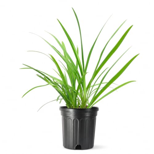 Agapanthus Africanus Getty White (1 Gallon / 3 Plants)