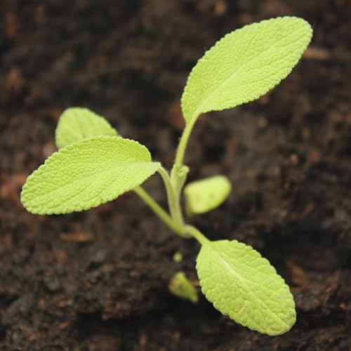 Broad Leaved Sage Seeds to Plant Heirloom Non (2 Packs)