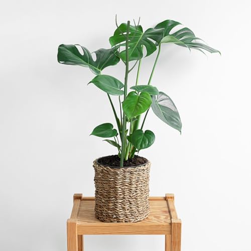 12 Pack Monstera Plant Support Stakes (12Pack-27.5 Inch)