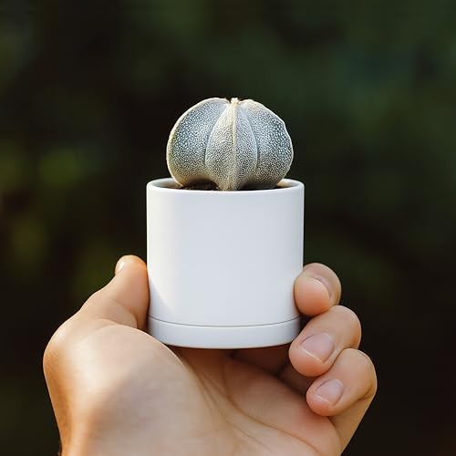 24 Pack Mini White Plastic Planters with Saucers (2")