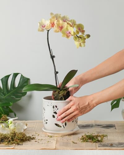 Orchid Pot 6.5 inch Large Orchid Pots with Holes for Healthy Growth and Easy Repotting (White)