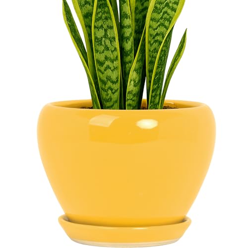 8 Inch Plant Pots
