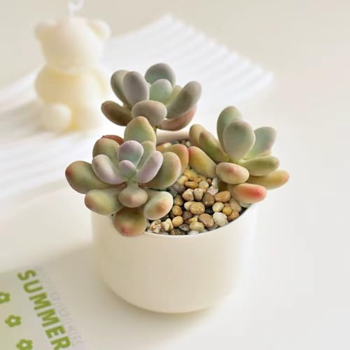 Pebbles for Plants