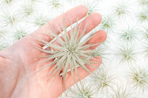 25 Pack Rare Tectorum Ecuador Air Plants