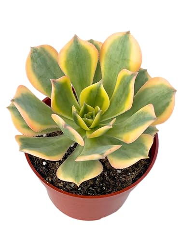 Live Succulents 4" Aeonium Sunburst Fully Rooted in Pots with Soil Mix (4" / Aeonium Sunburst)