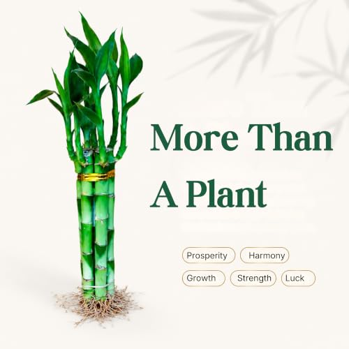 Lucky Bamboo Live Plant