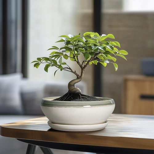 Bonsai Tree Pots (8 Inch / Grey-white)