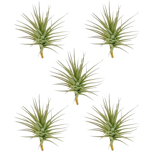 Air Plants Flowering Tillandsia Lilla Lilac (5 Pack / Lilla Lilac)