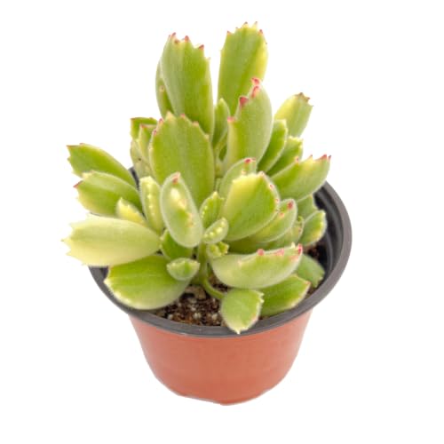 4" Live Succulent Plants Variegated Bear's Paw ((Green with creamy-yellow) Variegated Bear's Paw)