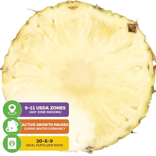 White Jade Pineapple Live Plant (White Jade)
