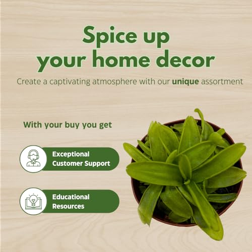Carnivorous Plant Assortment Set