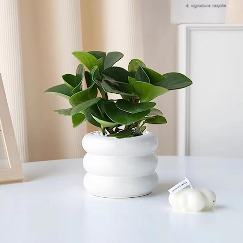 Ceramic Plant Pot Indoor