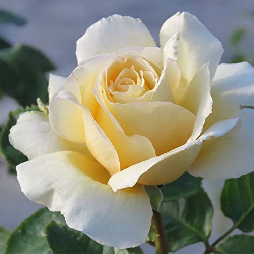 Heirloom Hybrid Tea Roses (Sand Castle)