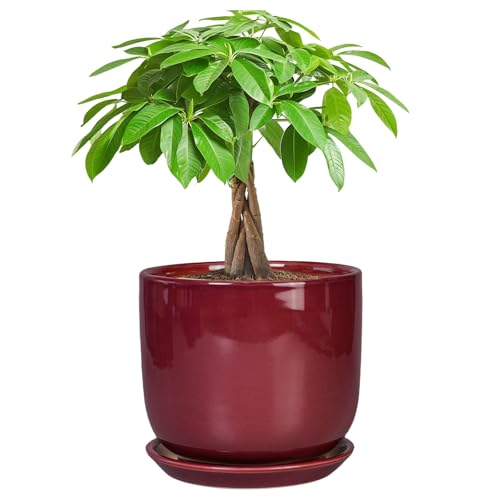 Ceramic Planter for Plants (7 Inch / Red)