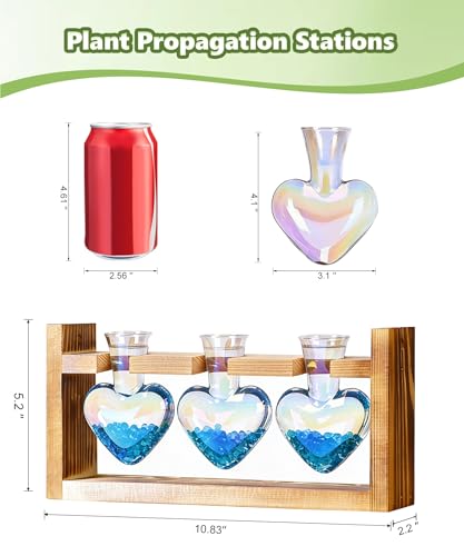 Plant Terrarium with Wooden Stand (Iridescent Clear)