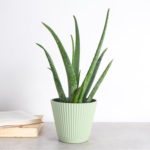 Live Aloe Vera Plant (Sage (6" Pot))