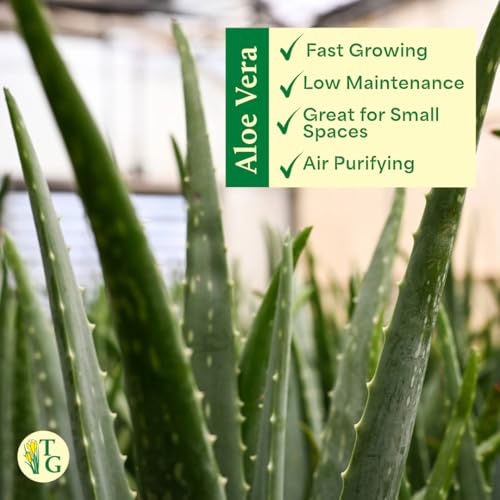 Live Aloe Vera Plant (Navy (6" Pot))