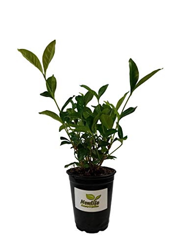 Summer Snow Gardenia