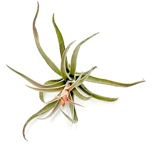 Air Plants Flowering Tillandsia Harrisii