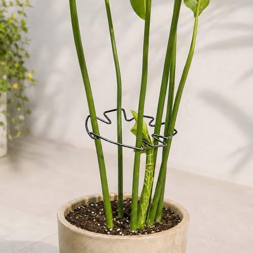 5.5×4.7IN Monstera Plant Stem Support (Black / 5.5IN*4.7IN)